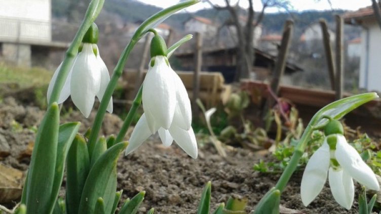 Снимка: Булфото, архив