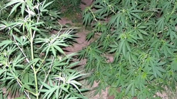 Снимка: Архив, Булфото