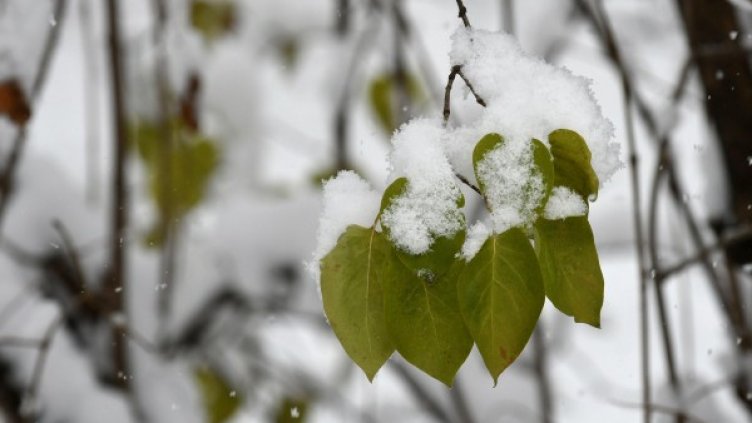 Снимка: архив, Булфото