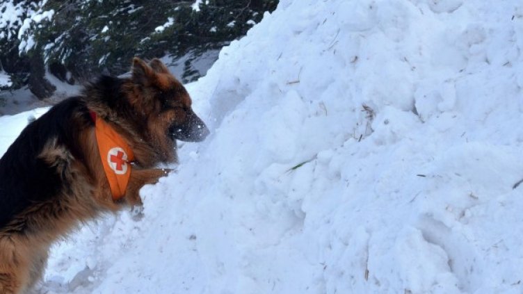 Снимка: архив Булфото