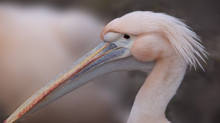 Снимка: Flickr