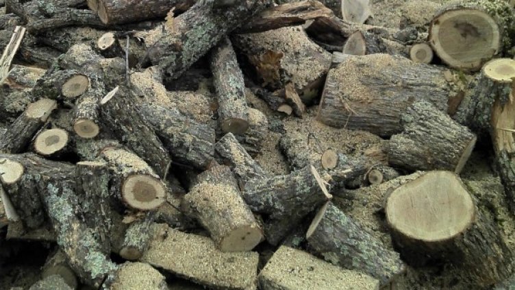 Снимка: Булфото, архив