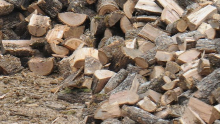 Архив: Булфото