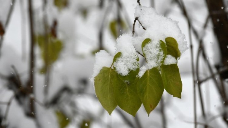 Архив: Булфото