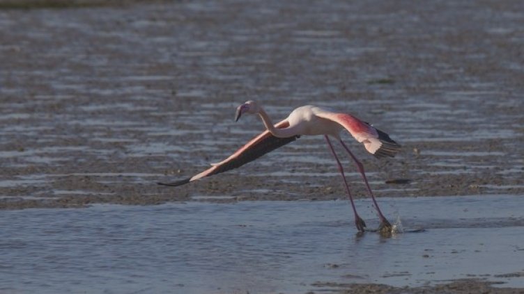 Розово фламинго. Снимка: Стефан Аврамов