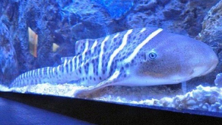 Снимка: Ню Сайънтист