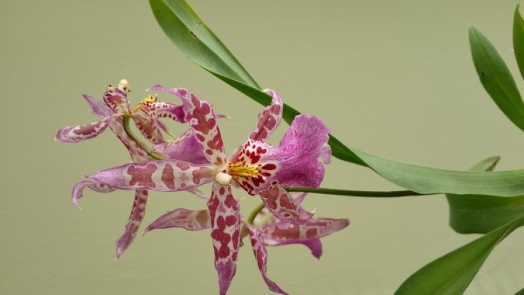 Снимка: Крум Сотиров