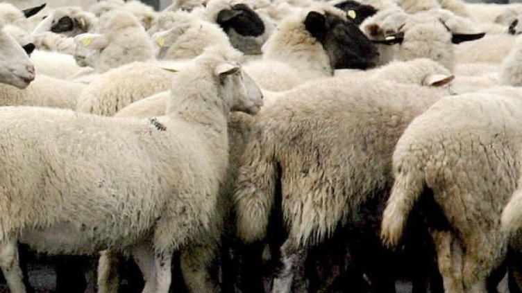 Снимка: Архив, Булфото