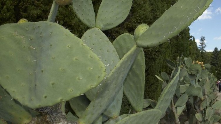 Десетки видове радват посетителите през лятото. Снимка: архив, БулФото