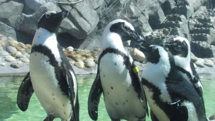 Снимка: Flickr.com