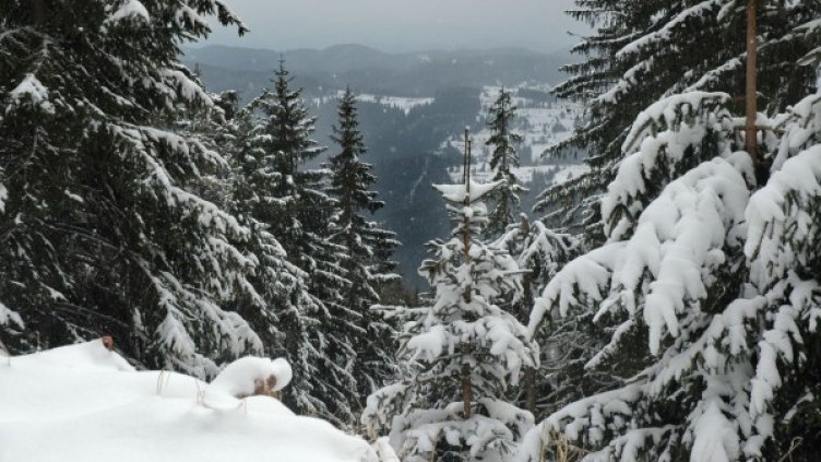 Снимка: архив Булфото