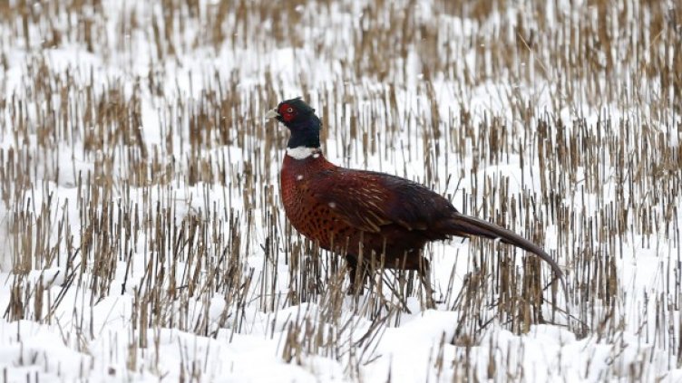 Снимка: Reuters, архив