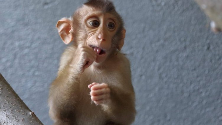 Снимка: Зоологическа градина - София