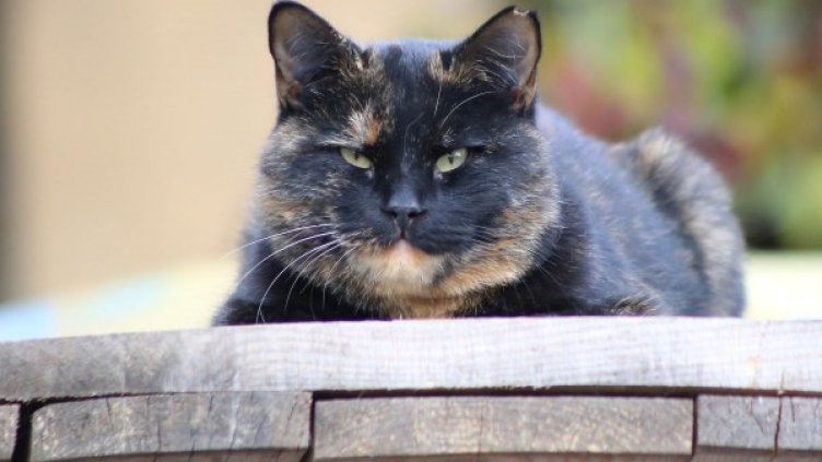 Снимка: "Четири лапи"