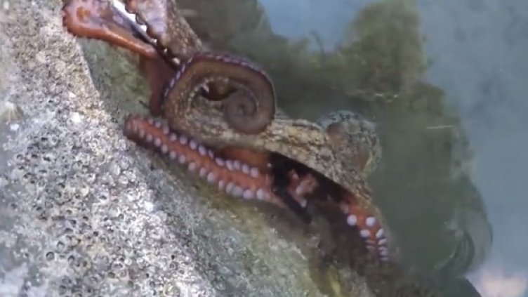 Снимка: кадър Youtube