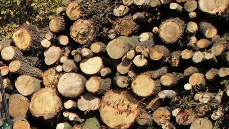 Снимка: Булфото, архив