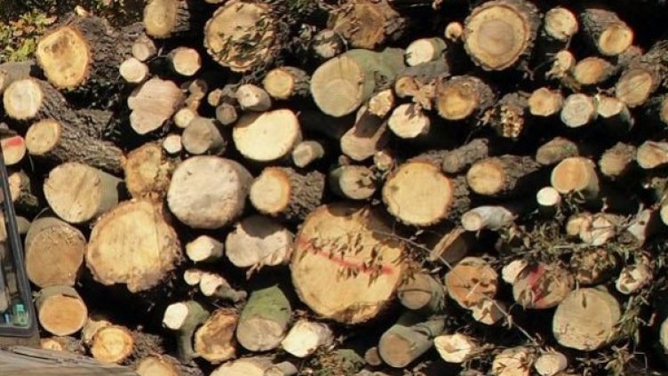 Снимка: Булфото, архив