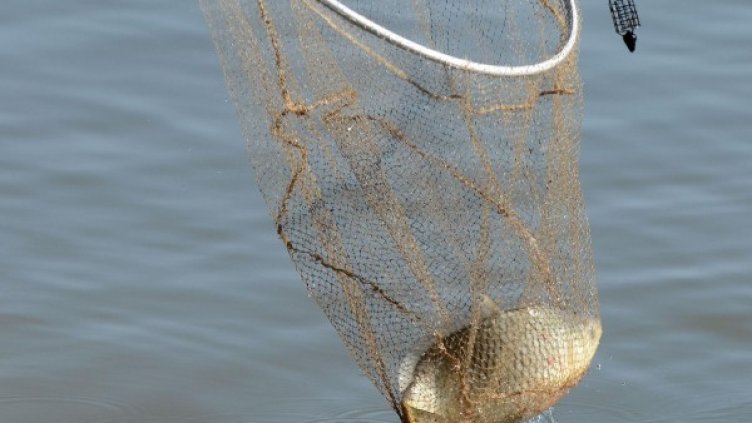 Снимка: архив Булфото