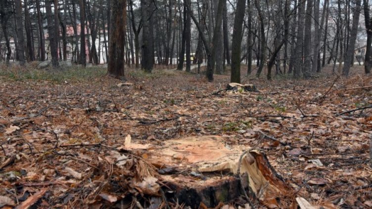 Снимка: архив Булфото