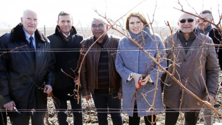 Карнобатският кооператив възроди лозята на крепостта "Маркели"