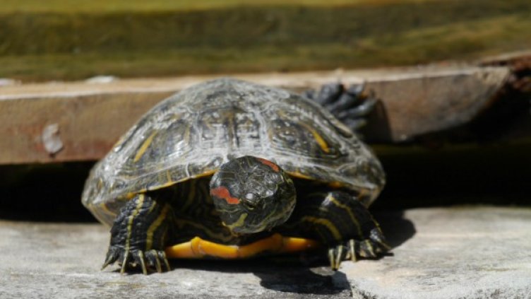 Снимка: Reuters, архив