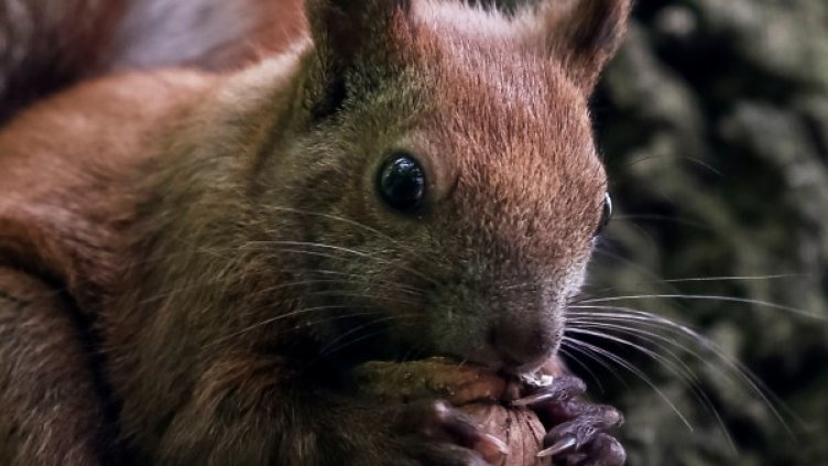 Катерича отбрана: Пухкав любимец прогони крадец