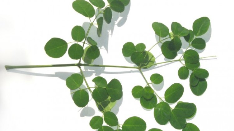 Снимка: freeimages