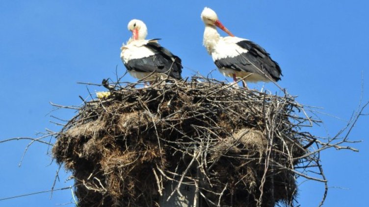 Снимка: архив, Bulphoto