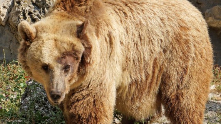 Снимка: архив, Bulphoto