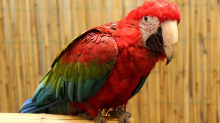 Архив: Булфото