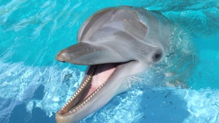 Снимка: Flickr.com