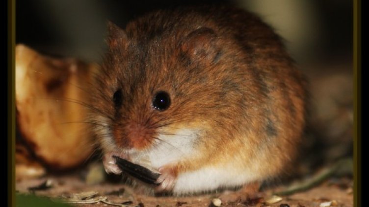 Снимка: Flickr.com