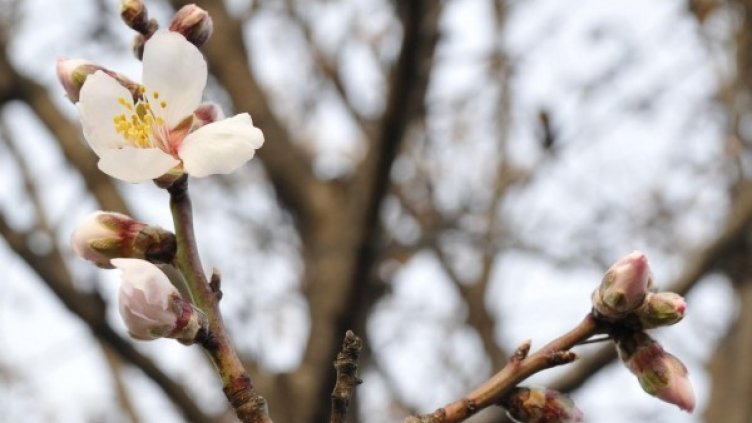 Снимка: Булфото