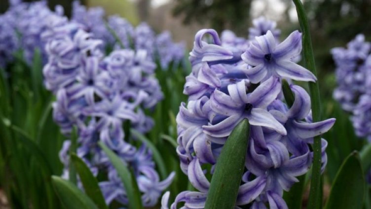 Снимка: Булфото