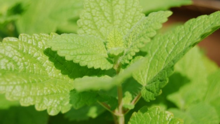 Снимка: Flickr