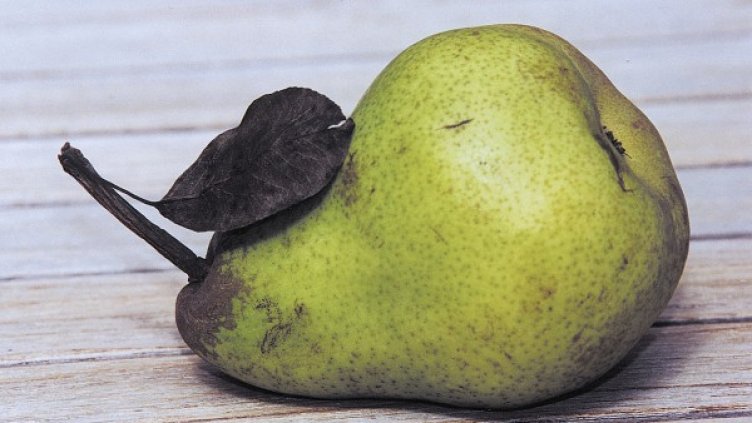 Снимка: freeimages