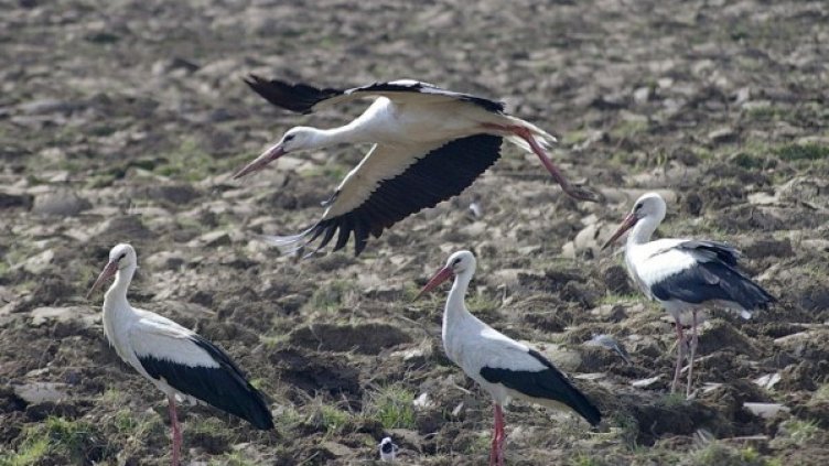 Архив: Булфото