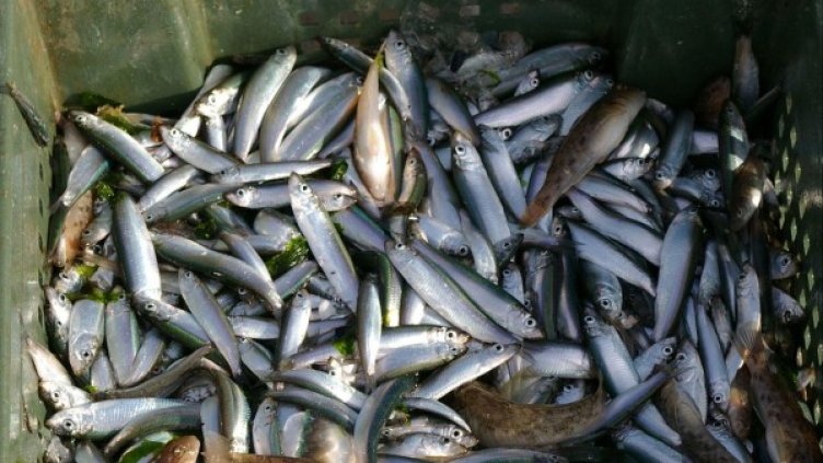 Снимка: архив Булфото