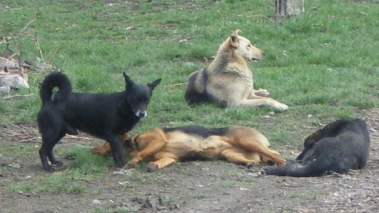 Снимка: архив, Булфото