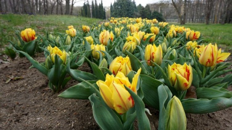 Снимка: Булфото