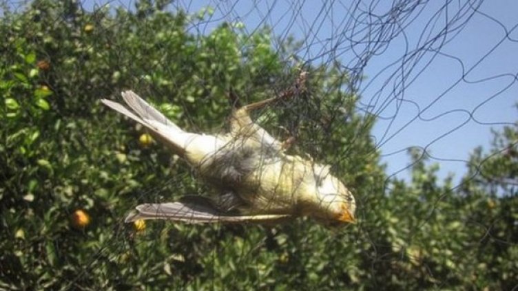 Снимка: Birdlife Cyprus