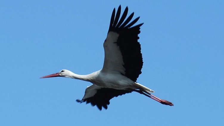 Снимка: архив "Булфото"