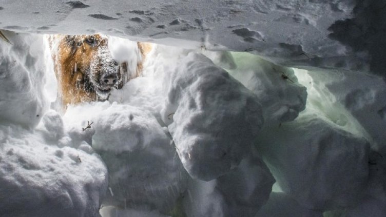 Снимка: архив Булфото