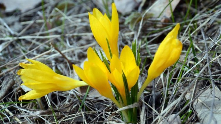 Минзухари край село Свещари. Снимка: БТА