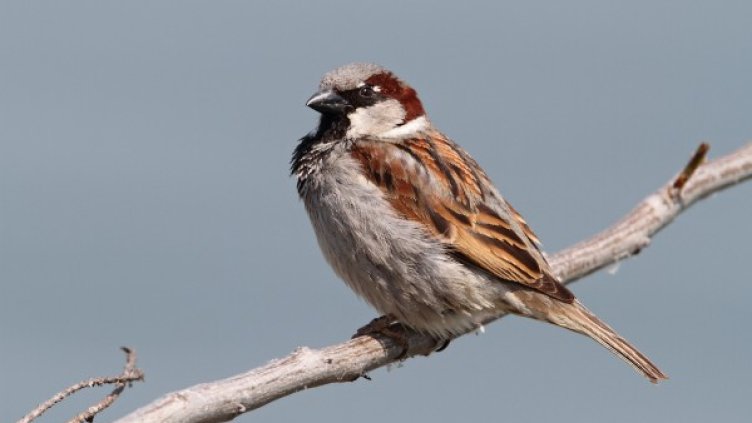 Снимка: С. Спасов, БДЗП