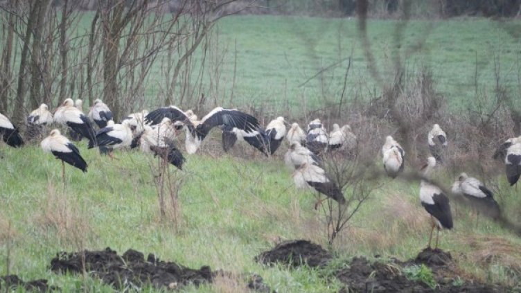 Архив: Булфото