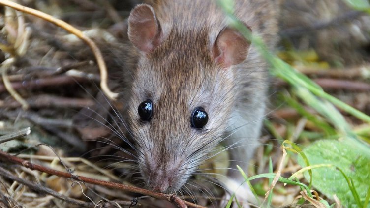 Снимка: Pixabay