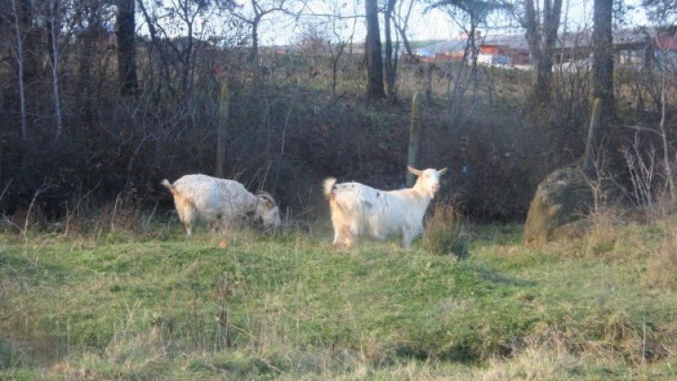 Снимка: Булфото, архив