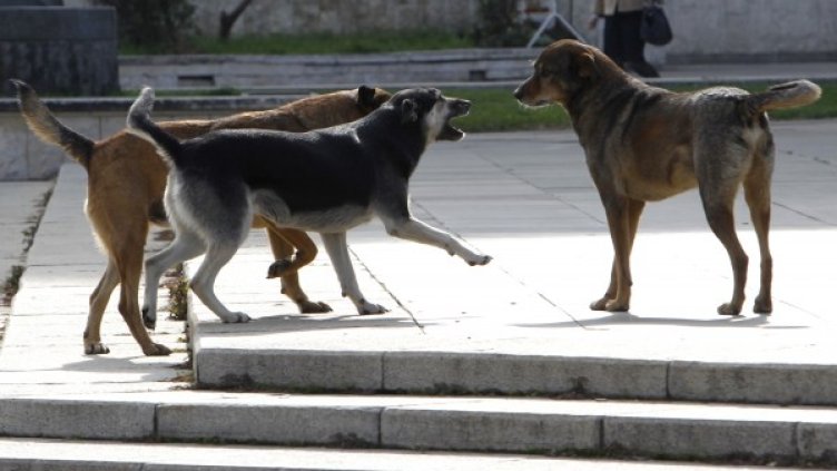 Снимка: Олег Попов, Dnes.bg