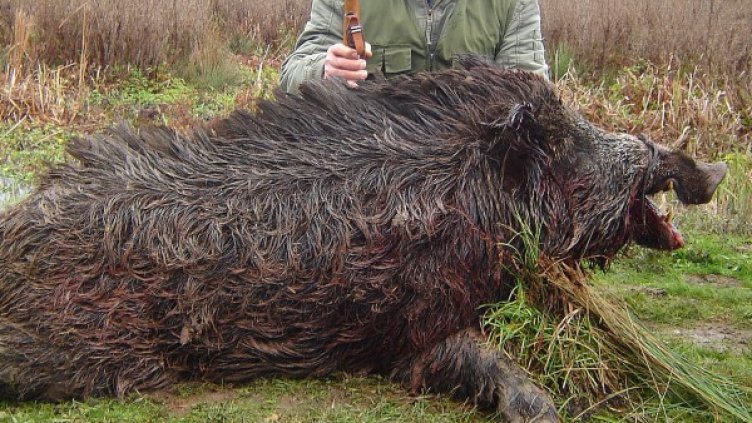 Архив: Булфото